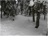 Tržič - Planina Zgornja Konjščica